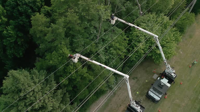 Giddings, TX Tree Care Services Company